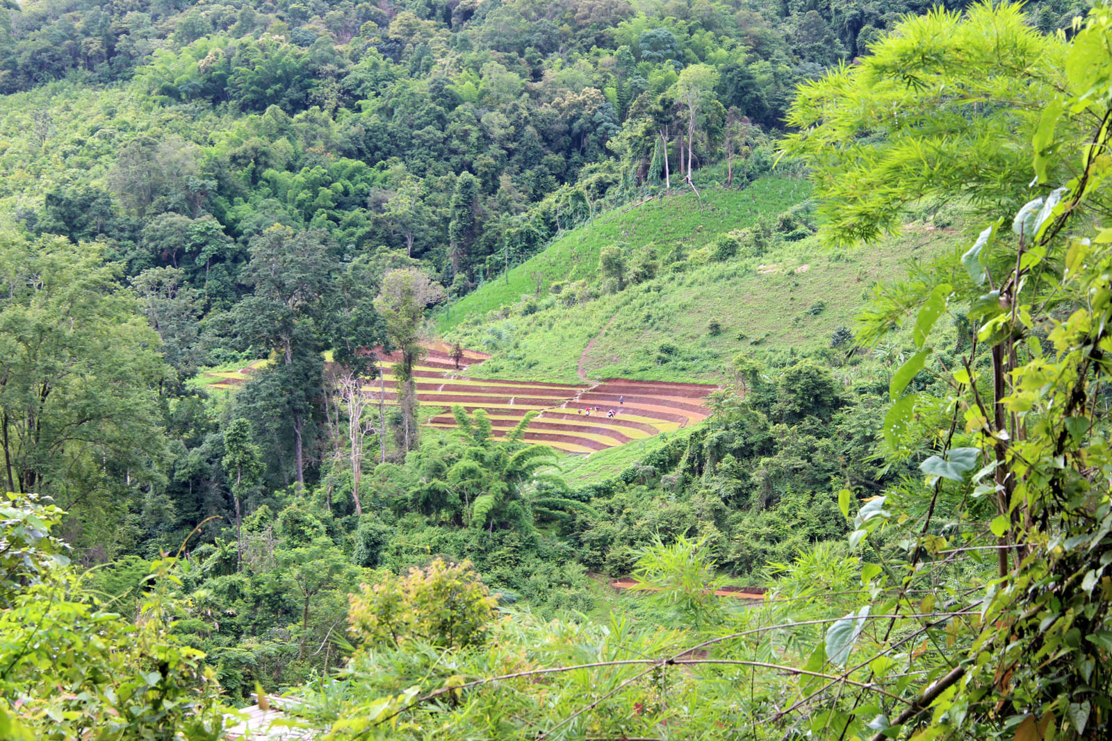 Eine atemberaubende Erfahrung | Chiang Mai Trekking | Das beste Trekking in Chiang Mai mit Piroon Nantaya