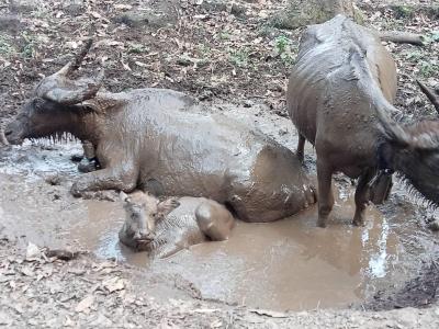 Esmee, Ella, Lucas, Bas | Chiang Mai Trekking | Das beste Trekking in Chiang Mai mit Piroon Nantaya