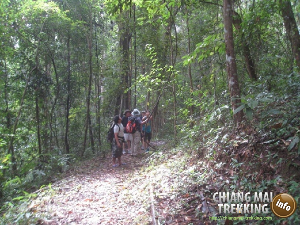 Doi Suthep & Daytrip Trekking | Chiang Mai Trekking | Das beste Trekking in Chiang Mai mit Piroon Nantaya