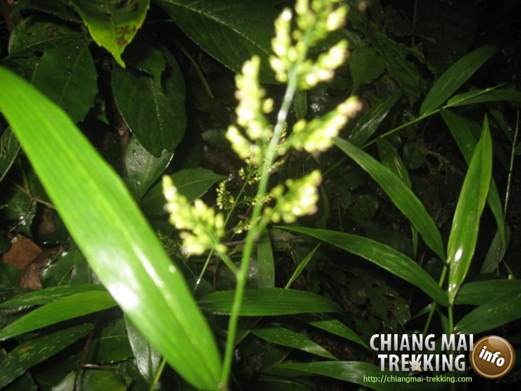 Doi Suthep & Daytrip Trekking | Chiang Mai Trekking | Das beste Trekking in Chiang Mai mit Piroon Nantaya