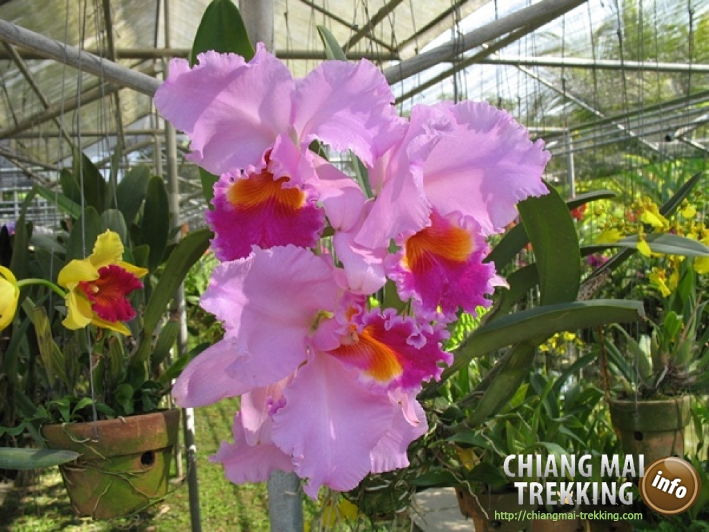 Tiger Kingdom, Orchid & Butterfly Farm | Chiang Mai Trekking | Das beste Trekking in Chiang Mai mit Piroon Nantaya