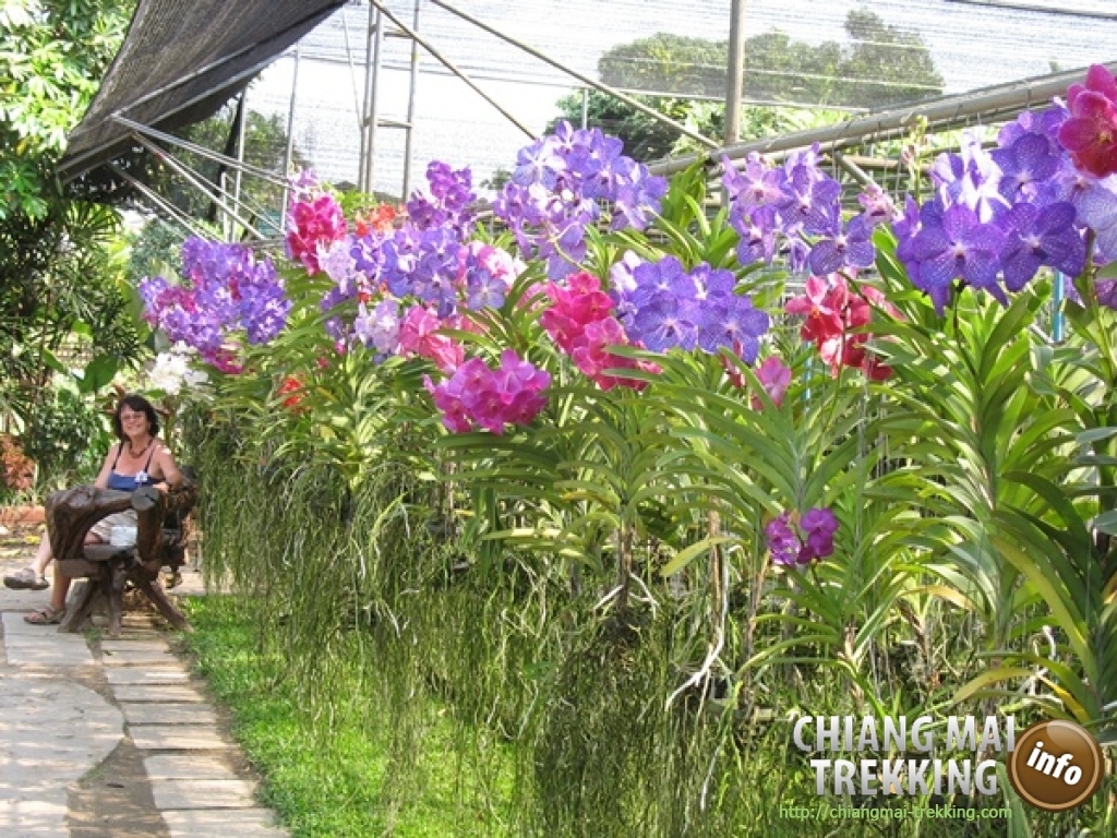 Tiger Kingdom, Orchid & Butterfly Farm | Chiang Mai Trekking | Das beste Trekking in Chiang Mai mit Piroon Nantaya