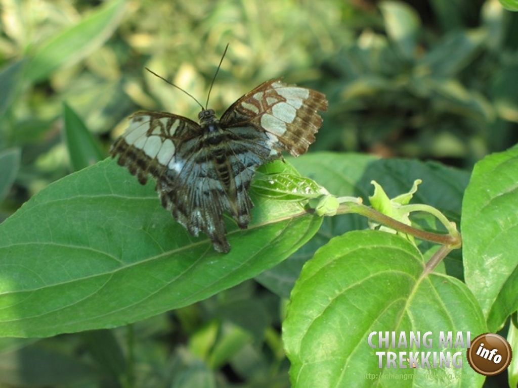 Tiger Kingdom, Orchid & Butterfly Farm | Chiang Mai Trekking | Das beste Trekking in Chiang Mai mit Piroon Nantaya