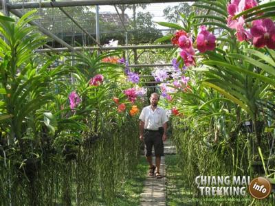 Tiger Kingdom, Orchid & Butterfly Farm | Chiang Mai Trekking | Das beste Trekking in Chiang Mai mit Piroon Nantaya