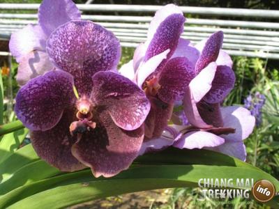 Fotos unserer Gäste | Chiang Mai Trekking | Das beste Trekking in Chiang Mai mit Piroon Nantaya