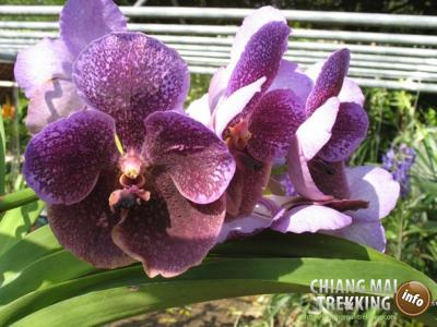 Tiger Kingdom, Orchid & Butterfly Farm | Chiang Mai Trekking | Das beste Trekking in Chiang Mai mit Piroon Nantaya