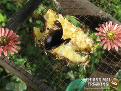 Tiger Kingdom, Orchid & Butterfly Farm | Chiang Mai Trekking | Das beste Trekking in Chiang Mai mit Piroon Nantaya