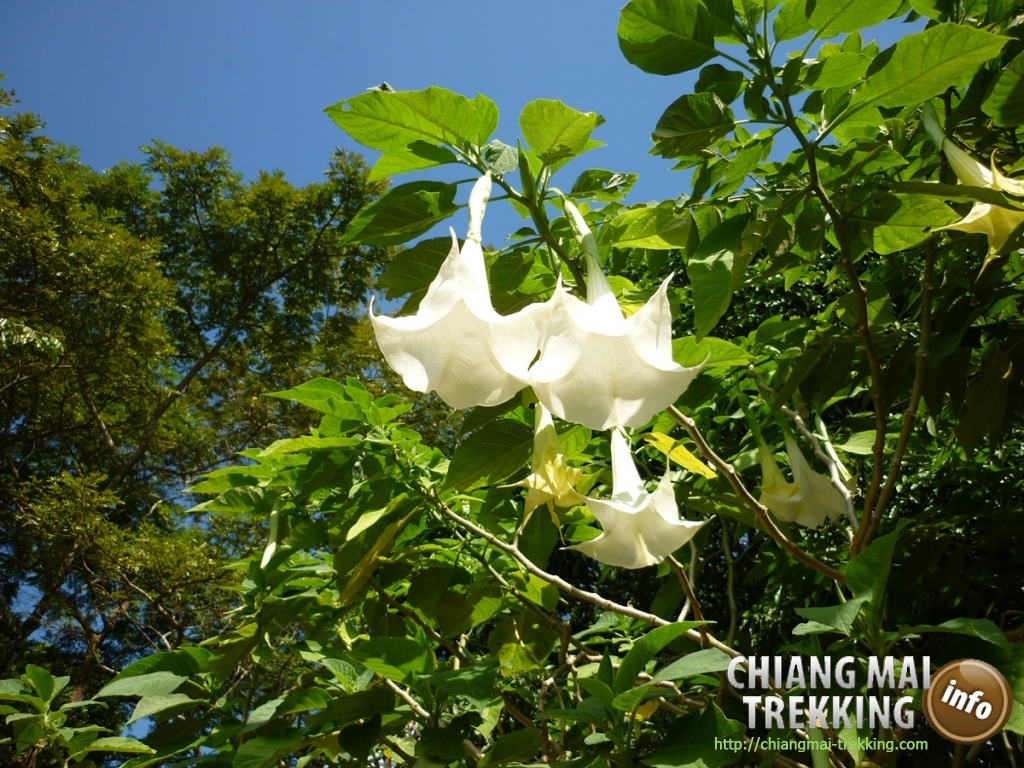 Doi Suthep, Doi Pui & local market | Chiang Mai Trekking | Das beste Trekking in Chiang Mai mit Piroon Nantaya