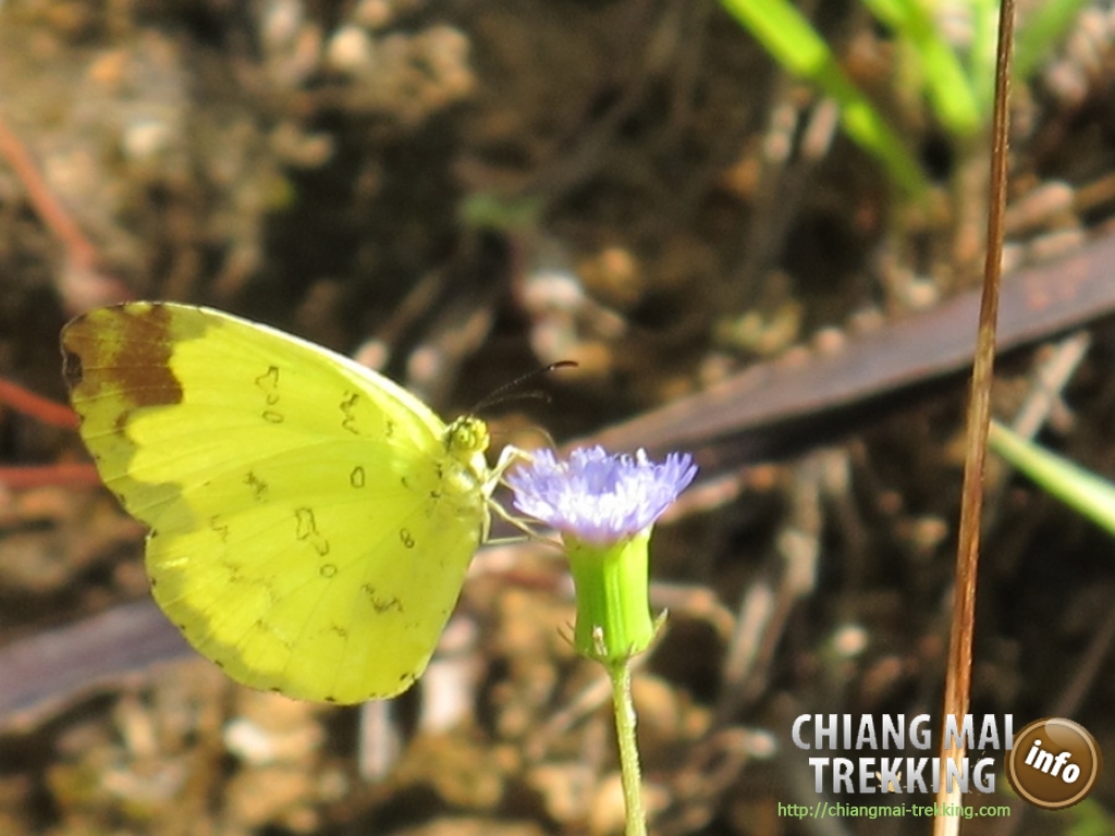 Day Trip Chiang Dao Cave & Doi Luang Chiang Dao Mountain | Chiang Mai Trekking | Das beste Trekking in Chiang Mai mit Piroon Nantaya