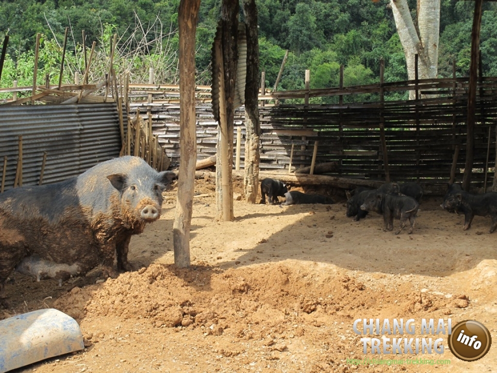 Day Trip Chiang Dao Cave & Doi Luang Chiang Dao Mountain | Chiang Mai Trekking | Das beste Trekking in Chiang Mai mit Piroon Nantaya