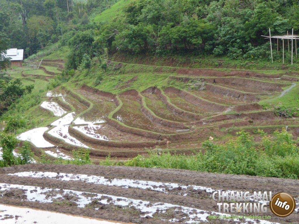3-days/2-nights Trekking Tour | Chiang Mai Trekking | Das beste Trekking in Chiang Mai mit Piroon Nantaya