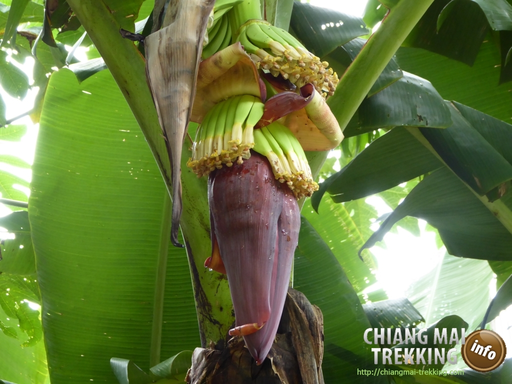 3-days/2-nights Trekking Tour | Chiang Mai Trekking | Das beste Trekking in Chiang Mai mit Piroon Nantaya
